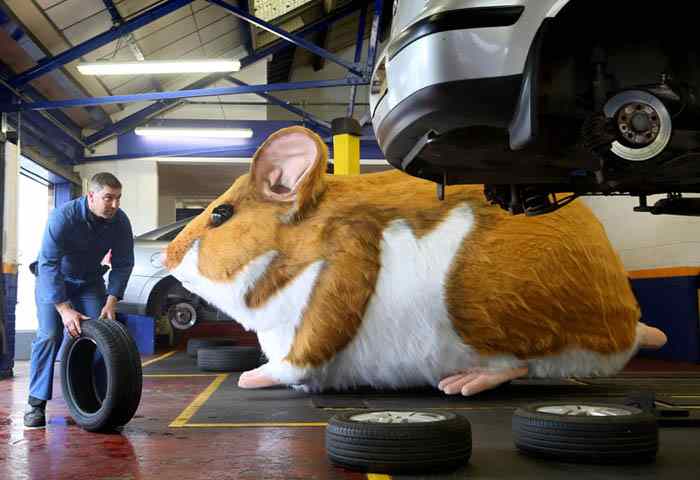 Giant hamster in Kwik Fit