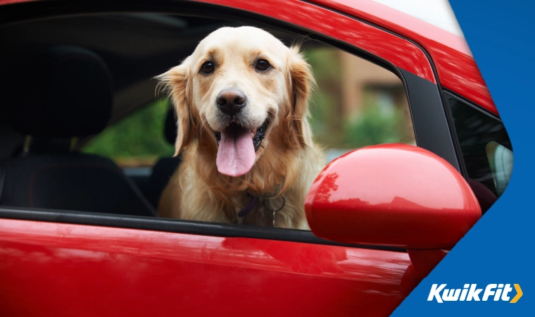 dog in the car
